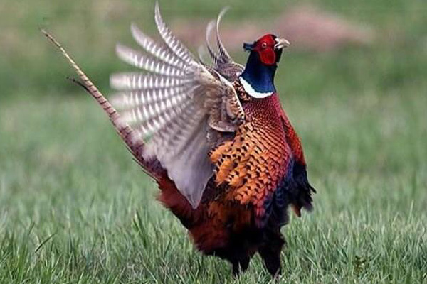 Новый вид охоты – на вольерного фазана!